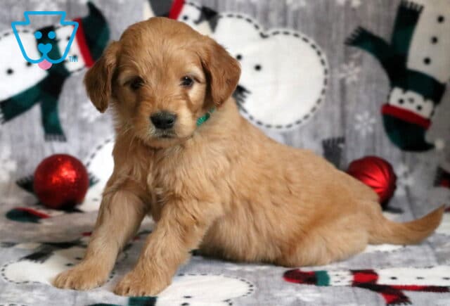 Garland Goldendoodle2 image