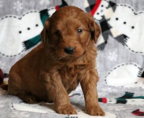 Gem Goldendoodle