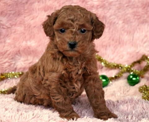 Gigi Mini Goldendoodle