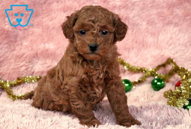 Tiny apricot Mini Goldendoodle puppy sitting on a soft pink fuzzy blanket, looking sweet and alert, with gold tinsel and green ornaments scattered softly in the background. image