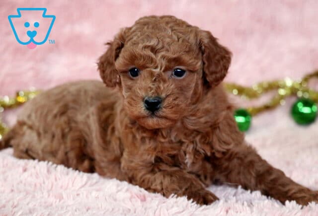 Curly apricot Mini Goldendoodle puppy lying on a soft pink fuzzy blanket, looking calm with dark expressive eyes, with green ornaments and gold tinsel blurred in the background. image