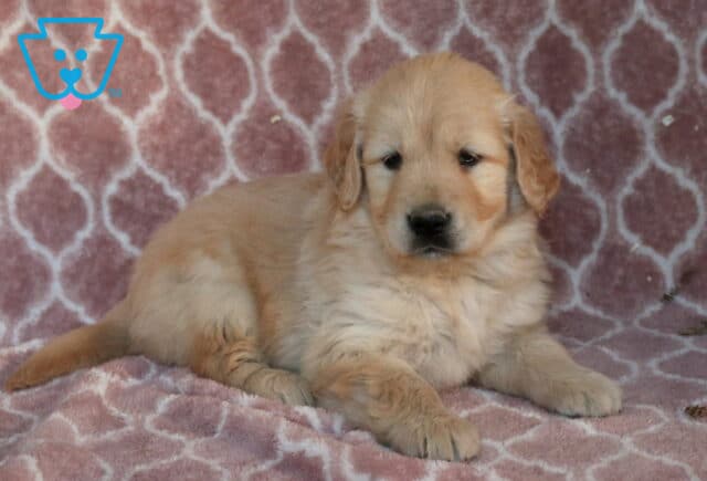 Ginger Golden2 image