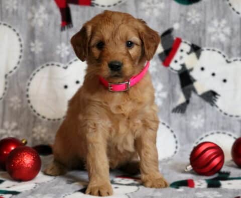 Ginger Goldendoodle