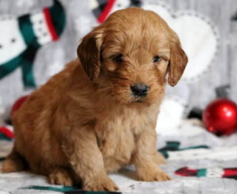 Ginny Goldendoodle