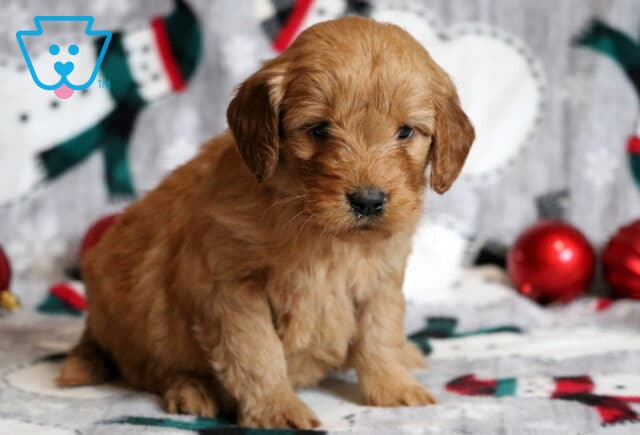 Ginny Goldendoodle image