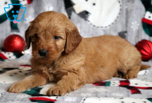 Ginny Goldendoodle2 image