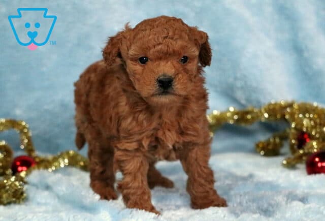 Tiny apricot Mini Goldendoodle puppy standing on a soft light-blue blanket, surrounded by gold tinsel and red Christmas ornaments, looking forward with a sweet, curious expression. image