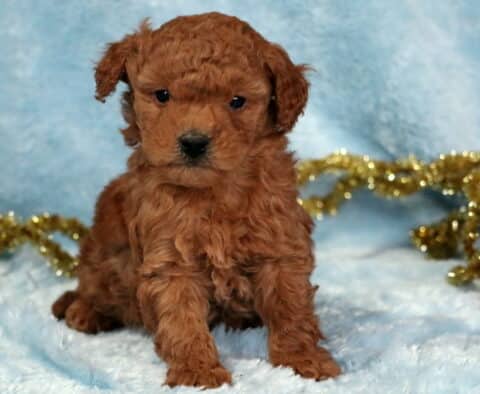 Gino Mini Goldendoodle3