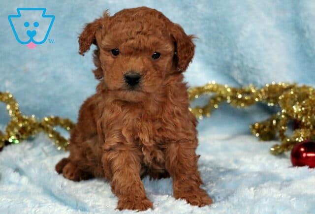 Curly apricot Mini Goldendoodle puppy sitting on a fluffy light-blue blanket, gazing forward with a sweet, calm expression, with gold tinsel and red ornaments softly blurred in the background. image