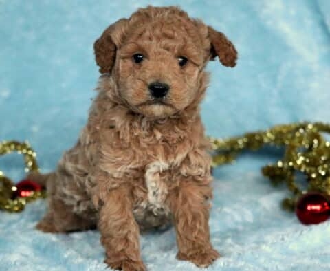 Gizmo Mini GOldendoodle