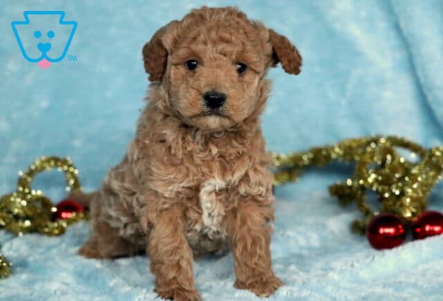 Fluffy apricot Mini Goldendoodle puppy sitting on a soft light-blue blanket with gold tinsel and red ornaments behind, looking forward with a sweet, curly face and dark round eyes. image