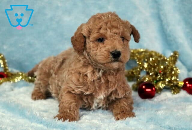 Curly apricot Mini Goldendoodle puppy lying on a soft light-blue blanket with gold tinsel and red ornaments behind, looking forward with a sweet, gentle expression. image