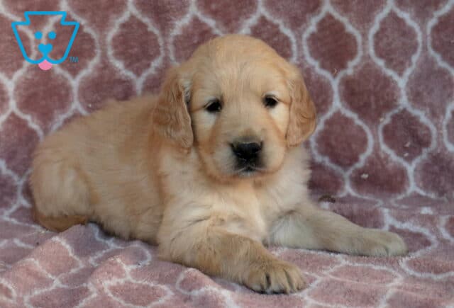 Goldie Golden2 image