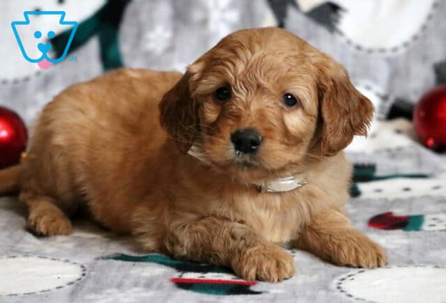Goldie Goldendoodle image