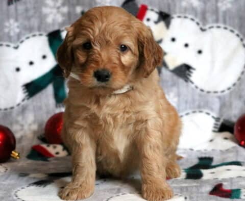 Goldie Goldendoodle2