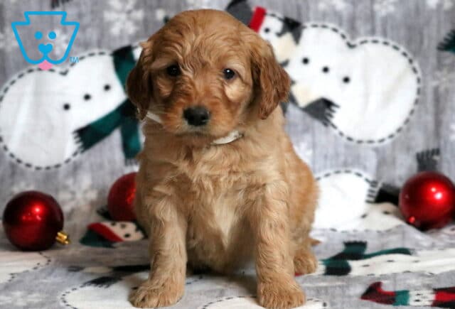Goldie Goldendoodle2 image