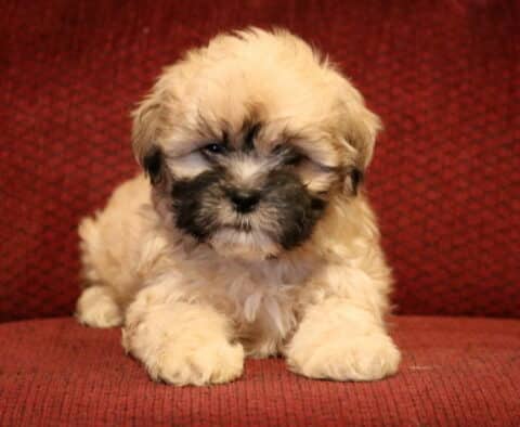 Fluffy Shichon (Zuchon) puppy with a tan and black face resting on a red cushion, showcasing a soft wavy coat and sweet expression.
