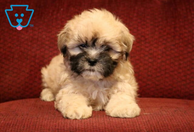 Fluffy Shichon (Zuchon) puppy with a tan and black face resting on a red cushion, showcasing a soft wavy coat and sweet expression. image
