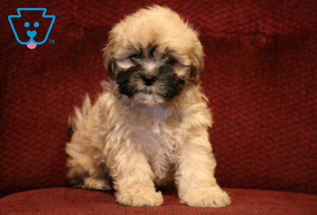 Shichon (Zuchon) puppy with a fluffy tan coat and dark facial markings sitting on a red cushion, featuring soft curls and an adorable, gentle expression. image
