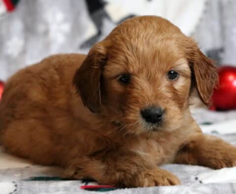 Gordy Goldendoodle
