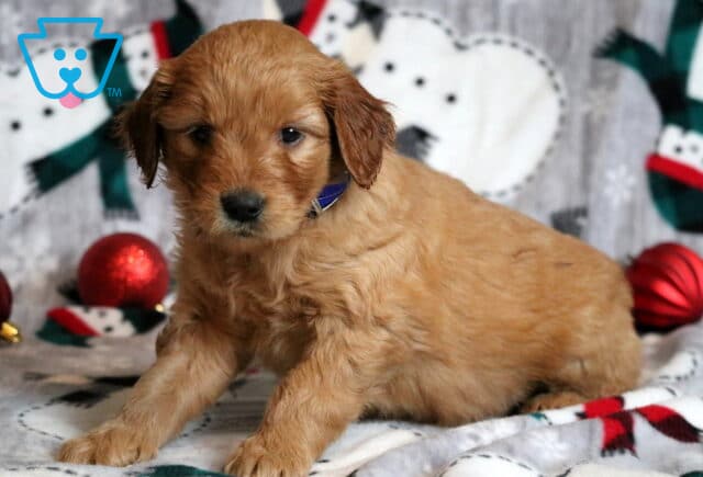 Gordy Goldendoodle2 image