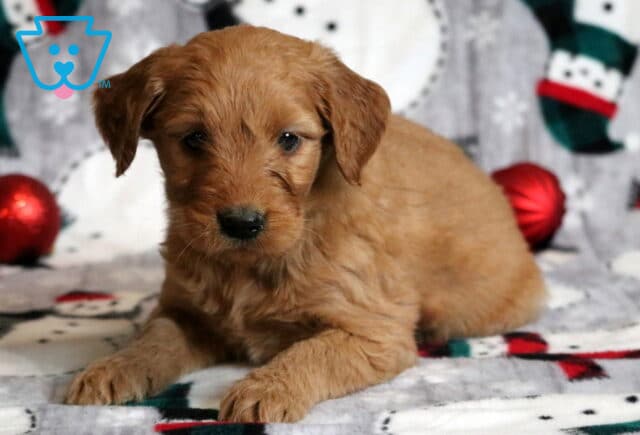 Gulliver Goldendoodle image
