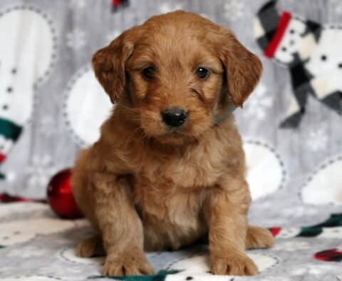 Gulliver Goldendoodle2