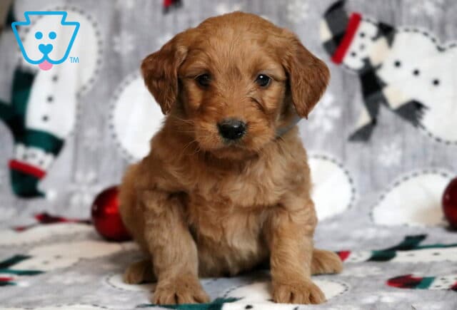 Gulliver Goldendoodle2 image