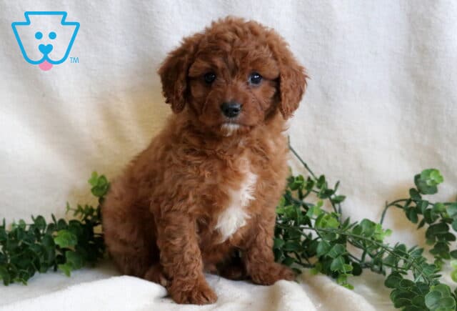 Handsome Cavapoo image