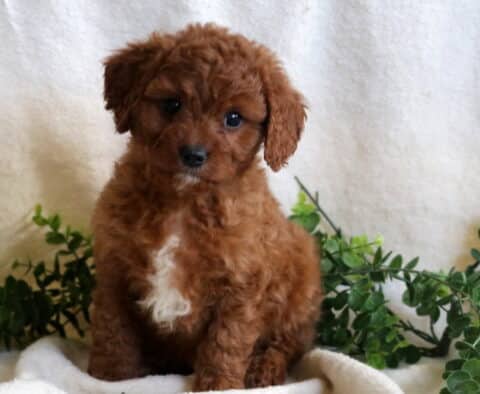 Handsome Cavapoo2