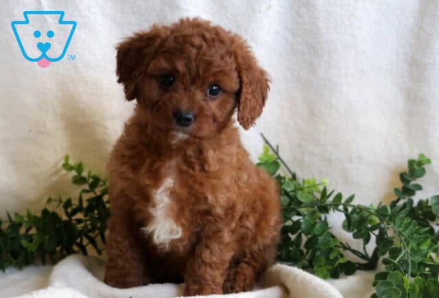 Handsome Cavapoo2 image