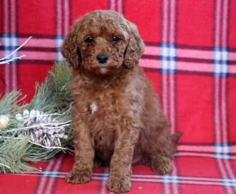 Handsome Mini Goldendoodle