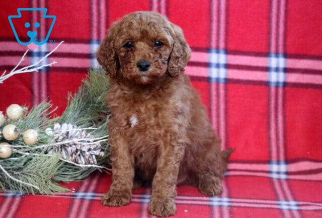 Handsome Mini Goldendoodle image