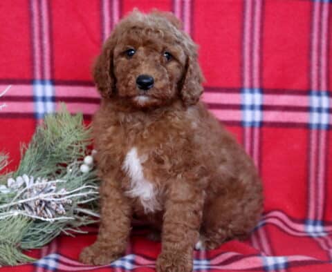 Harvey Mini Goldendoodle