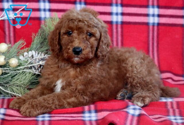 Harvey Mini Goldendoodle2 image