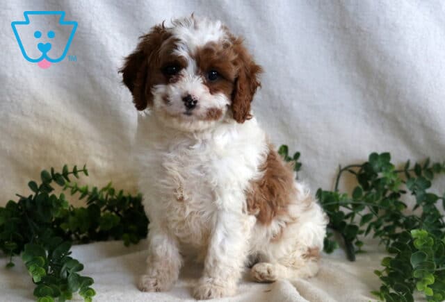 Haven Cavapoo image