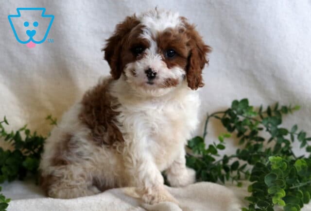 Haven Cavapoo2 image