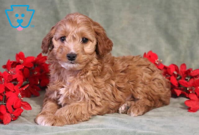 Hayden Cockapoo image