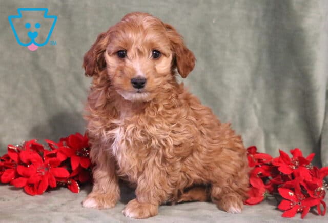 Hayden Cockapoo2 image