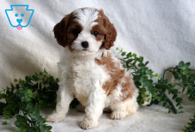 Hazel Cavapoo image