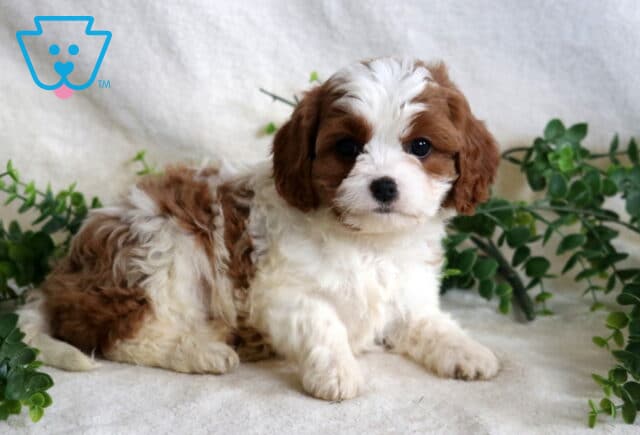Hazel Cavapoo2 image