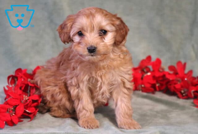 Hazel Cockapoo image