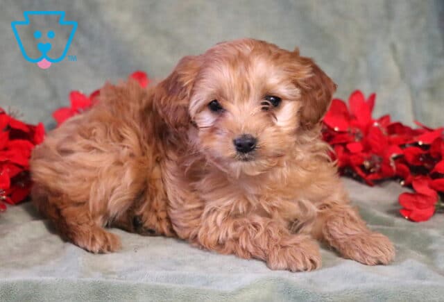 Hazel Cockapoo2 image