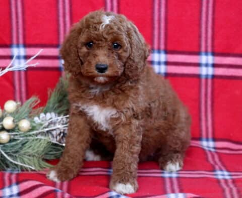Heaven Mini Goldendoodle