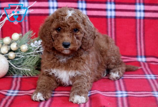 Heaven Mini Goldendoodle2 image