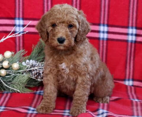 Heidi Mini Goldendoodle