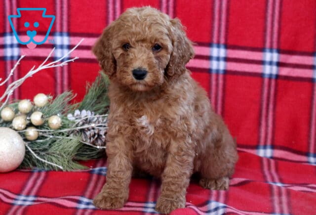 Heidi Mini Goldendoodle image