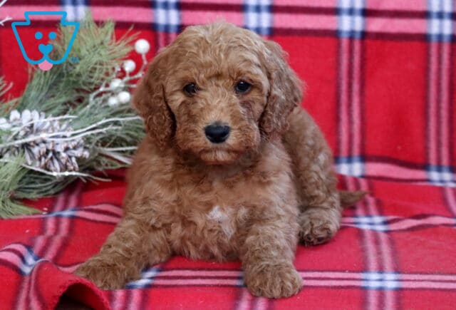 Heidi Mini Goldendoodle2 image