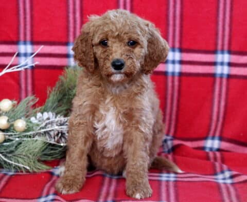 Hilary Mini Goldendoodle