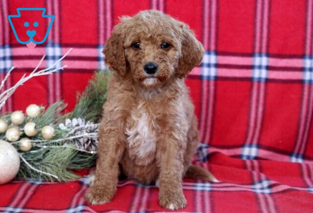 Hilary Mini Goldendoodle image